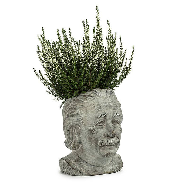 Abbott - Sm Einstein Head Planter-8"H